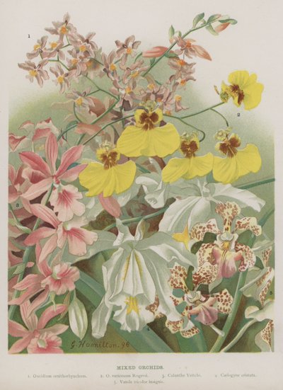 Orchidées mélangées - Unbekannt Unbekannt